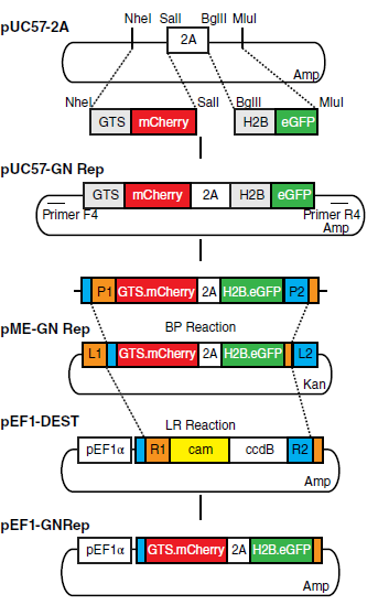 GN reporter cassette was generated by subcloning the nucleus and the Golgi complex reporter sequences into the pUC57-2A plasmid. This plasmid codes for the GTS-mCherry and the H2B-GFP sequences. The pUC57-GNrep was used to generate a pME-GNrep and subsequently the pEF1-GNrep plasmid, by Gateway cloning, using the pEF1-DEST as a destination vector. (PMID: 30990965)