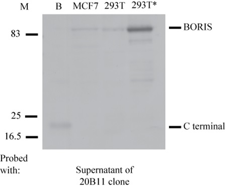 Monoclonal anti- BORIS C-terminal antibody from clone 20B11 specifically recognises the C terminal domain of BORIS, and the endogenous and exogenous BORIS protein. Cell lysates were resolved by SDS-PAGE, blotted and probed with the original mouse supernatant of the 20B11 clone. 
Positions of BORIS and the C-terminal domain of BORIS are indicated.
B, bacterially expressed BORIS; 
*, 293T cells transfected with 0.5μg of the plasmid expressing BORIS; 
M, Molecular marker.
