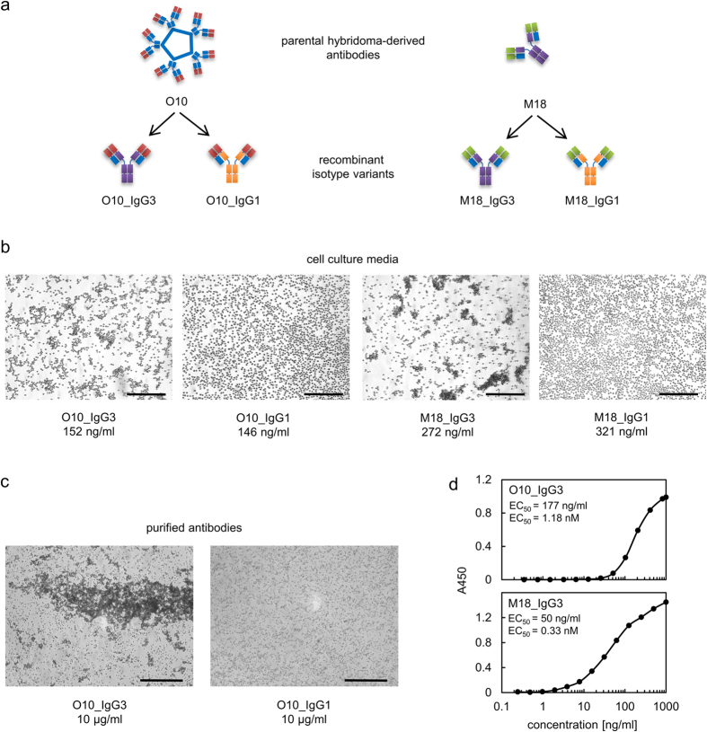 From Klaus et al Sci Rep. 2016; 6: 30938.
Haemagglutination induced by mouse IgG3.
(a) The drawing schematically presents cloning of variable fragments into IgG3 and IgG1 frameworks. (b) IgG1 and IgG3 with the same variable fragments were compared in terms of their ability to agglutinate erythrocytes. Antibody concentration in the analysed cell culture media was determined using ELISA. Representative results of three independent experiments. Scale bar –100 μm. (c) Since O10_IgG3 was less efficient in haemagglutination than M18, the experiment presented in b was repeated using higher concentration of purified O10_IgG3 and O10_IgG1 antibodies. Representative results of two independent experiments. Scale bar –200 μm. (d) The EC50 of antibody binding to immobilized type B RBCs. Data points represent mean values obtained for triplicates of analysed samples. The experiment was performed two times. The EC50 of M18_IgG3 was approximately three times lower than the EC50 of O10_IgG3 in both repetitions.