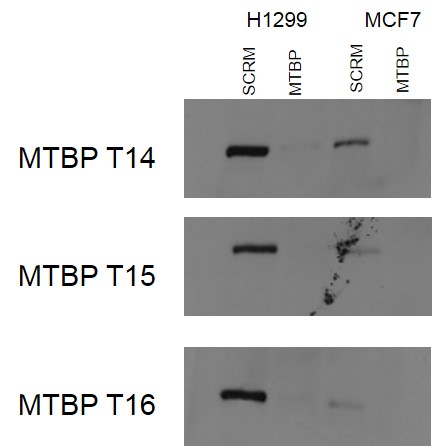 Western blot analysis using H1299 and MCF7 lysates. 7.5% gel, 25ug/well. Antibodies were used at 3ug/ml.