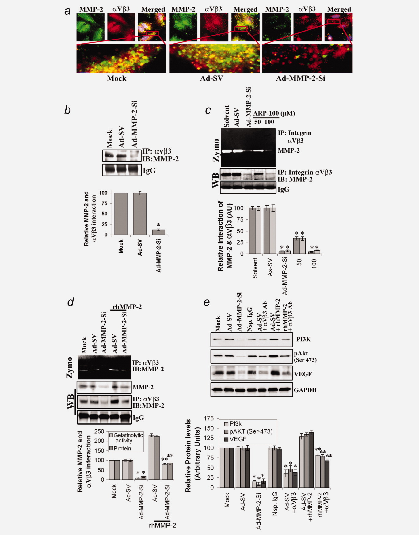 Adapted from Chetty C, Lakka SS, Bhoopathi P, Rao JS. MMP-2 alters VEGF expression via alphaVbeta3 integrin-mediated PI3K/AKT signaling in A549 lung cancer cells. Int J Cancer. 2010 Sep 1;127(5):1081-95. doi: 10.1002/ijc.25134. PMID: 20027628. (A) A549 cells were plated in 8-well chamber slides and infected with mock or 100 MOI of either Ad-SV or Ad-MMP-2-Si for 48 h. Immunocytochemistry was performed for co-localization (yellow) of MMP-2 (green) and integrin-αVβ3 (Red) using specific antibodies. (B) A549 cells were infected with mock or 100 MOI of either Ad-SV or Ad-MMP-2-Si for 48 h, and proteins were immunoprecipitated with an anti-integrin-αVβ3 antibody. Western blot analysis was performed for MMP-2 using immunoprecipitated proteins. Protein band intensities were quantified by densitometric analysis using ImageJ software (National Institutes of Health). The levels of MMP-2 protein were normalized to protein level in mock infected A549 cells. Columns: mean of triplicate experiments; *p<0.01, significant difference from Ad-SV control. (C) After 36 h of Ad-MMP-2-Si infection, A549 cells were incubated with a MMP-2 specific inhibitor (ARP-100; at a concentration of 50 and 100 μM) for 12 h. Proteins were immunoprecipitated with anti-integrin-αVβ3 antibody and performed gelatin zymography and western blot for MMP-2. Columns: mean of triplicate experiments; *p<0.01, significant difference from Ad-SV/solvent control. (D) After 24 h of Ad-MMP-2-Si infection, A549 cells were incubated with rhMMP-2 (25 ng/mL) for 24 h. Gelatin zymography and western blot analysis was performed for MMP-2 from immunoprecipitated protein samples with an anti-integrin-αVβ3 antibody. Protein band intensities were quantified by densitometric analysis using ImageJ software (National Institutes of Health). The levels of MMP-2 protein were normalized to protein level in mock infected A549 cells. Columns: mean of triplicate experiments; *p<0.01, significant difference from Ad-SV control; **p<0.01 significant difference from Ad-MMP-2-Si infection. (E) After 24 h of Ad-MMP-2-Si infection, A549 cells were incubated with rhMMP-2 (25 ng/mL), non-specific IgG and/or anti-integrin-αVβ3 antibodies for another 24 h. We then performed western blot analyses for PI3K, phosphorylation of AKT and VEGF levels using total lysates. GAPDH served as a loading control. Protein band intensities were quantified by densitometric analysis using ImageJ software (National Institutes of Health). The levels of PI3K, phospho-AKT (Ser-473) and VEGF proteins were normalized to respective protein level in mock infected A549 cells. Columns: mean of triplicate experiments; *p<0.01, significant difference from Ad-SV infected control; **p<0.05 significant difference from Ad-SV plus integrin-αVβ3 blocking antibody treatment.