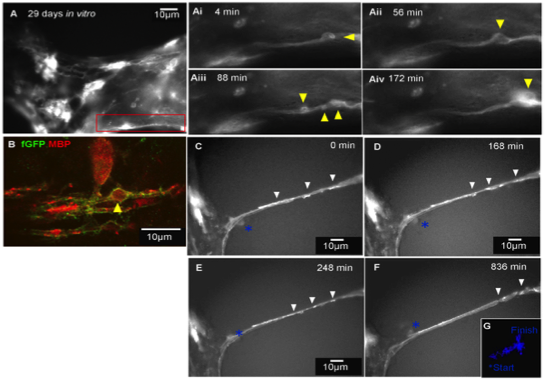 Clone 12 used to detect MBP in myelinating cell cultures using Immunofluorescence. Time-lapse imaging of the putative assembly of myelin membrane. B) The cells from the Petri dish imaged with confocal microscopy were immunostained with anti-GFP and anti-MBP to confirm differentiation of cyto-GFP labelled oligodendrocytes. Source: Ioannidou et al. 2012. PLoS One. 7(1):e30775. PMID: 22303455.
