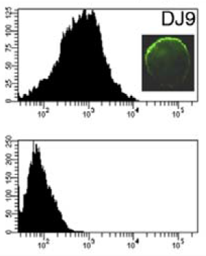 Flow cytometry analysis of human mesenchymal stem cells (upper) and skin fibroblasts (lower) using anti-HLA-DRB1 [DJ9]