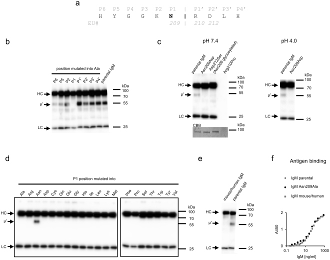 Adapted from Klaus et al Sci Rep. 2018; 8: 519.
Asn209 in the constant region of mouse IgM heavy chain is crucial for extracellular cleavage of the antibody. (a) The scheme presents residues from the loop containing Asn209 that were subjected to alanine screening. Glycine residues at P3 and P4 were not mutated. (b–e) Stability of mutated IgMs in the presence of serum. μ’ chain was detected using western blotting. The samples were probed with anti-mouse-IgMκ antibody. (b) Stability of muteins generated using alanine screening. (c) Stability of Asn209Asp and Asp212Ser (N-glycosylated Asn209) muteins. Asn209Asp mutein was incubated at neutral or acidic pH. Despite many efforts we were not able to produce Arg210Pro mutein. Asn209 glycosylation was confirmed by a band shift visible on membrane stained with Coomassie Brilliant Blue (CBB). Contrast of the Coomassie-stained membrane was enhanced equally across the entire image. All bands remained visible after the digital processing. (d) Stability of IgMs with P1 position mutated into other 19 amino acids. Analyzed samples were derived from the same experiment but resolved in two different gels because of the limited number of wells. The figure presents images of two different blots processed in parallel. (e) Stability of chimeric mouse/human IgM. (f) Functional affinity of mutated IgMs analyzed by ELISA on immobilized human erythrocytes bearing a cognate antigen. The results are representatives of three (b and e) or two (c,d,f) independent experiments. Bands corresponding to HC in blots presented in panels c and d are slightly overexposed in order to make μ’ signal more visible. 