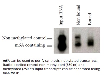 Image for Anti-N6-methyladenosine (m6A) [17-3-4-1]