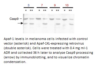 Image for Anti-Caspase-9 [LAP 96-2-22]