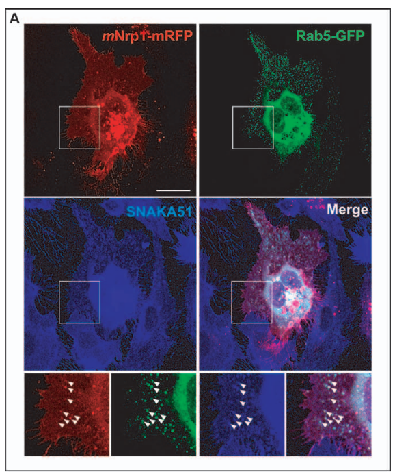 Immunofluorescence on endothelial cells transfected with mNrp1-mRFP and Rab5-GFP and then incubated with anti-CD49e [SNAKA51]. mNrp1-mRFP and active a5b1 colocalize into Rab5-GFP-positive early endosomes as shown in merging (arrowheads). Lower
panels are magnifications of the boxed areas shown in the upper panels. Taken from Valdembri et al. 2009. PLoS Biol. 7(1):e25