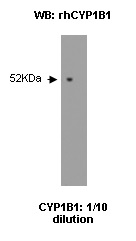 Western blot on recombinant protein using anti-Cytochrome P450 1B1 [5E2]. Dilution refers to tissue culture supernatant.