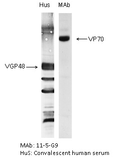 The antigen was gradient purified RSN-A2 virus (subgroup A). First antibodies: Lane “Hus”: RS virus convalescent human sera; Lane “MAb”: 11-5-G9 antibody. The antigen was analysed by electrophoresis using non-reducing conditions (SDS alone) for Lane “MAb” and reducing conditions for Lane “Hus” as described in Gimenez et al. (1986).

The identity and molecular weight of the protein target of this antibody was validated by including within the immunoblot assay (as a marker) a convalescent serum sample from a RS virus infected patient. The protein specificities of the antibodies induced in the human convalescent serum is described in Gimenez et al. (1987).