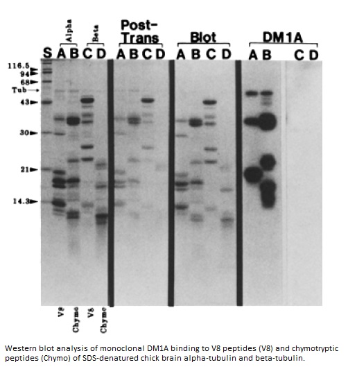 Image for Anti-Alpha Tubulin [DM1A]