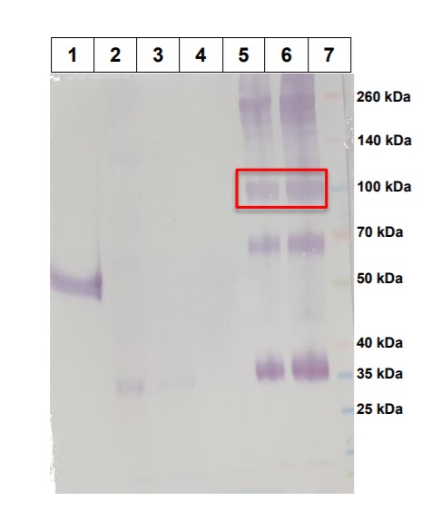 Figure 1: Western blot of purified RBD Rabbit-FC. 1) positive control 2) crude plant extract 3) crude after filtration 4) column flow throw 5) 1 µg purified 6) 2 µg purified 7) MW ladder. 
Expression of RBD rabbit-FC is observed as a strong band at 99 kDa (red box). The protein runs at a higher molecular weight due to glycosylation. A possible dimer of RBD rabbit-FC is observed at approximately 200 kDa. The band at 35 kDa is predicted to be the cleaved rabbit-FC. The band at approximately 65 kDa is predicted to be a dimer of cleaved rabbit-FC.
