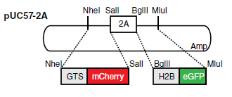 The pUC57-2A plasmid coding for GTS-mCherry and H2B-GFP sequences.