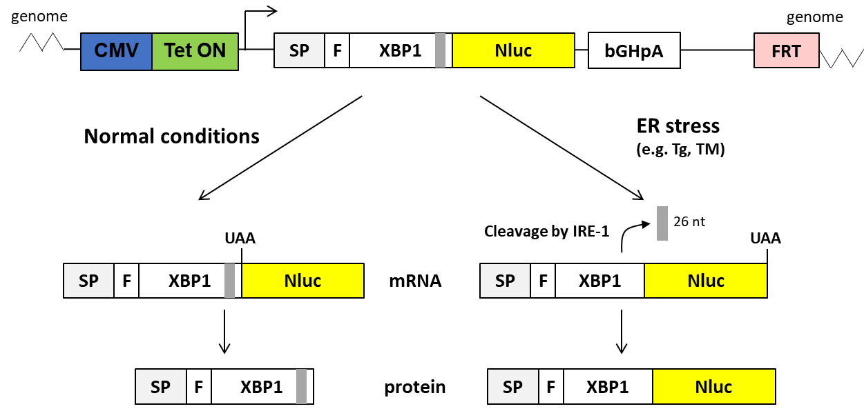 XBP1-NLuc reporter design and splicing of the construct under normal and in ER stress conditions. Tet ON, tetracycline/doxycycline activator of transcription; SP, interleukin 6 signal peptide; F, FLAG peptide, bGHpA, bovine growth hormone polyadenylation signal.