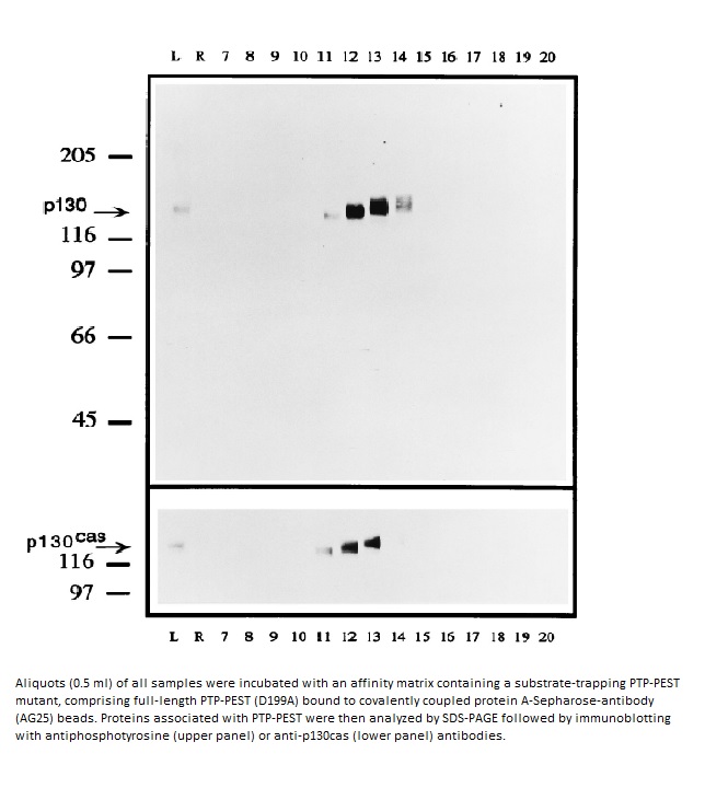 Image for Anti-PTP-PEST [AG25]
