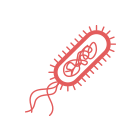Bacteria