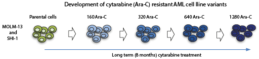 Schematic diagram illustrating generation of cytarabine-resistant AML cell line variants from Malani et al, 2017. Leukemia