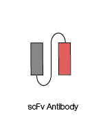 Single chain variable fragment (scFv)