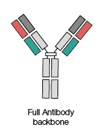 Full antibody backbone