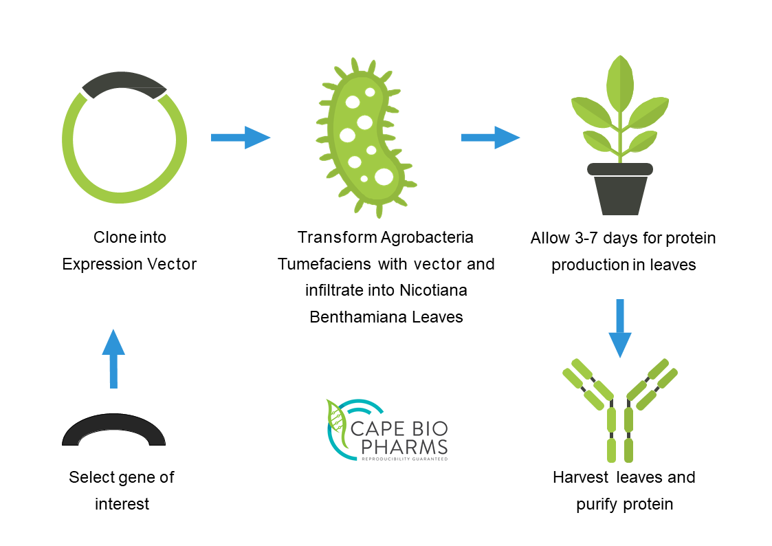 Biofiamma