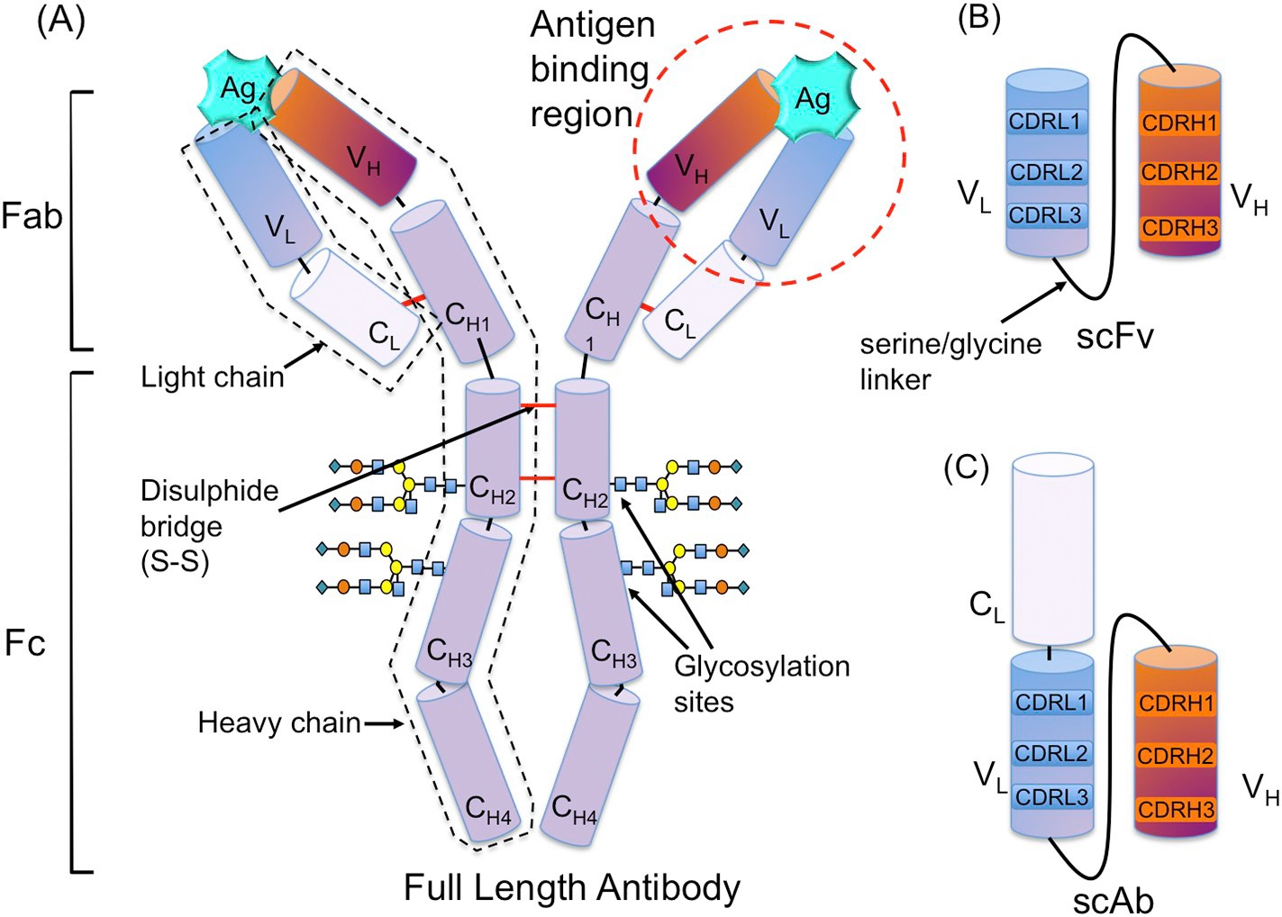 Image of the avian derived IgY molecule, alongside scFv and scAb fragments. From Murphy et al., 2018. J Immunol Methods.