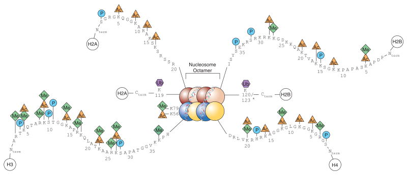 Histone Modification