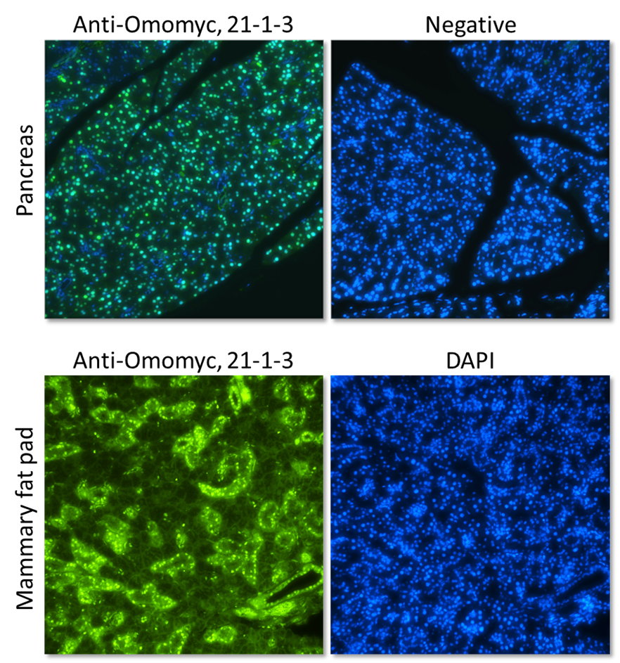 Images of mouse tissues expressing transgenic Omomyc. Images kindly provided by Dr Jonathan Whitfield and Dr Laura Soucek.