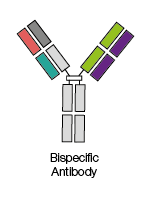 Bispecific antibodies