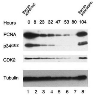 Half life of p34cdc2 (Cdk1)