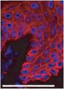 Immunofluorescence staining