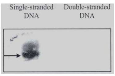 single-stranded DNA