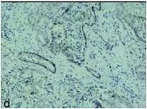 ANTI-EGFR CLONE EGFR1