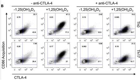 Representative FACS plot of CD86-GFP